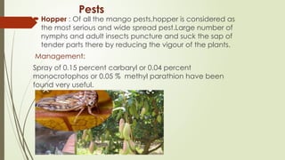 Cultivation of mango Mangifera indica..... | PPTX