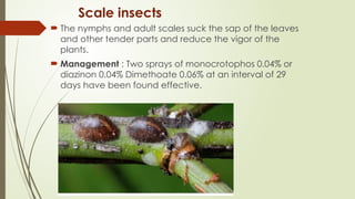 Cultivation of mango Mangifera indica..... | PPTX