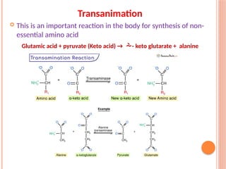 Transanimation building block of our body Amino acids and Proteins.pptx