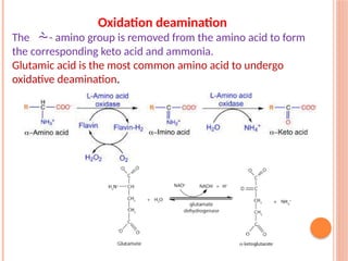 building block of our body Amino acids and Proteins.pptx