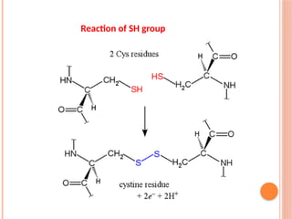 building block of our body Amino acids and Proteins.pptx