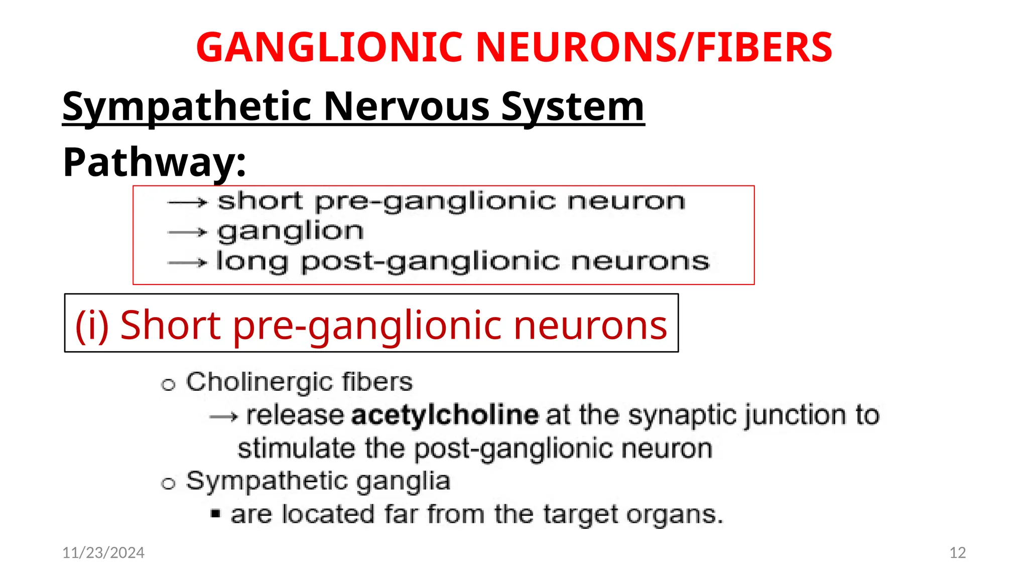11/23/2024 12
GANGLIONIC NEURONS/FIBERS
Sympathetic Nervous System
Pathway:
(i) Short pre-ganglionic neurons
 
