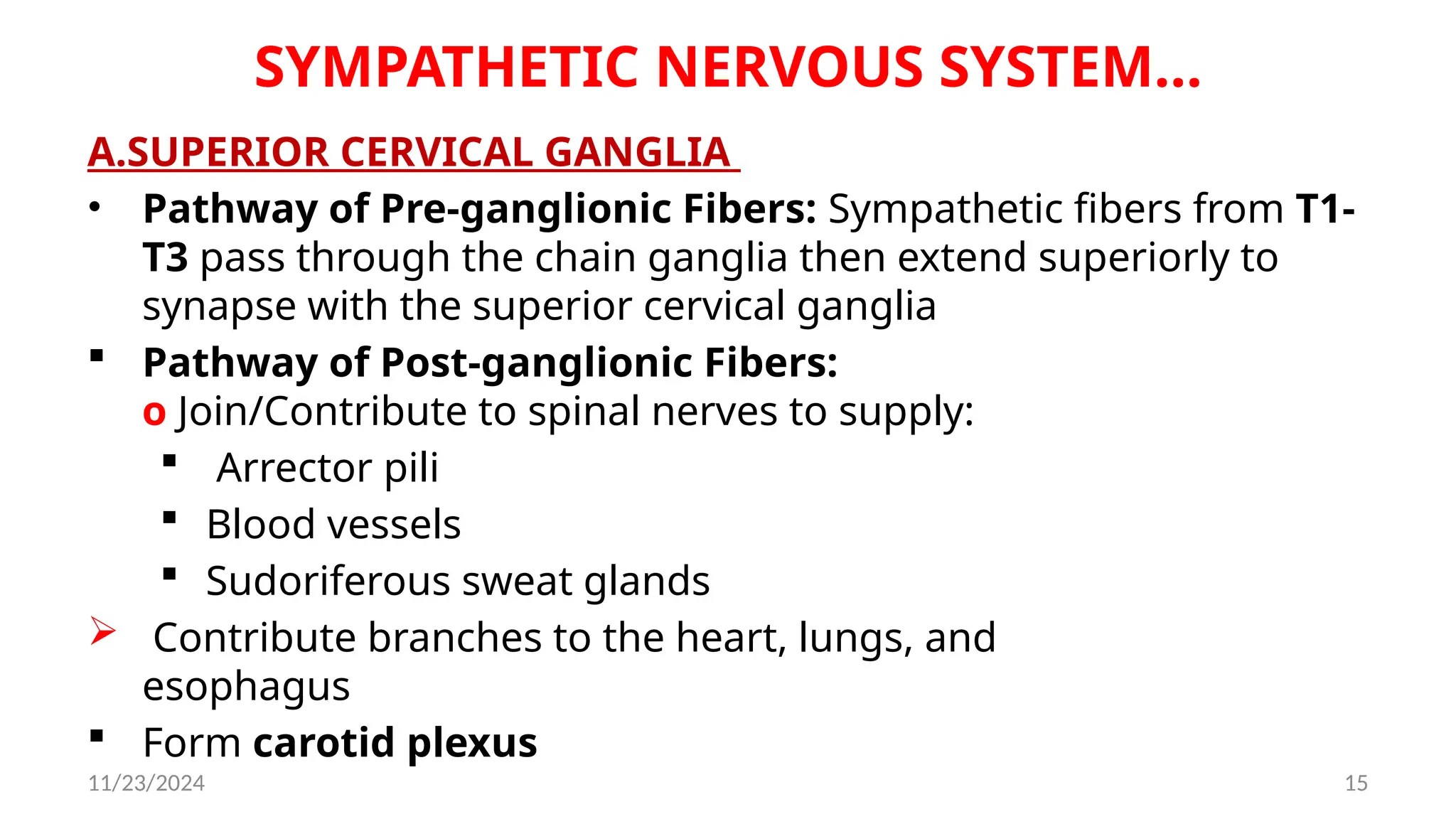 11/23/2024 15
SYMPATHETIC NERVOUS SYSTEM…
A.SUPERIOR CERVICAL GANGLIA
• Pathway of Pre-ganglionic Fibers: Sympathetic fibers from T1-
T3 pass through the chain ganglia then extend superiorly to
synapse with the superior cervical ganglia
 Pathway of Post-ganglionic Fibers:
o Join/Contribute to spinal nerves to supply:
 Arrector pili
 Blood vessels
 Sudoriferous sweat glands
 Contribute branches to the heart, lungs, and
esophagus
 Form carotid plexus
 