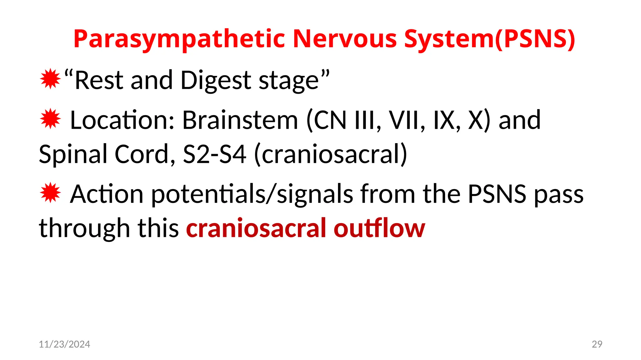11/23/2024 29
Parasympathetic Nervous System(PSNS)
✹“Rest and Digest stage”
✹ Location: Brainstem (CN III, VII, IX, X) and
Spinal Cord, S2-S4 (craniosacral)
✹ Action potentials/signals from the PSNS pass
through this craniosacral outflow
 