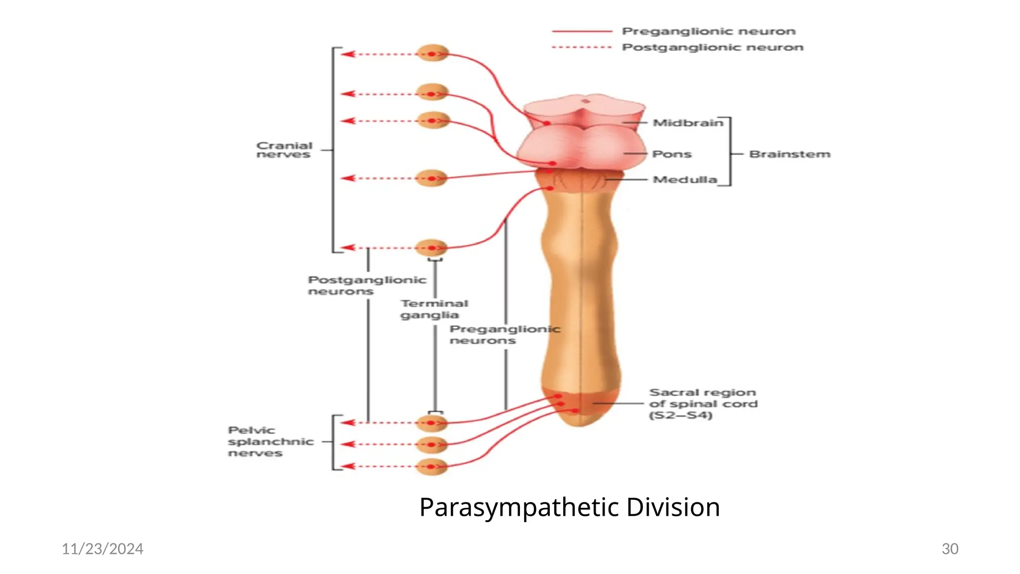 11/23/2024 30
Parasympathetic Division
 