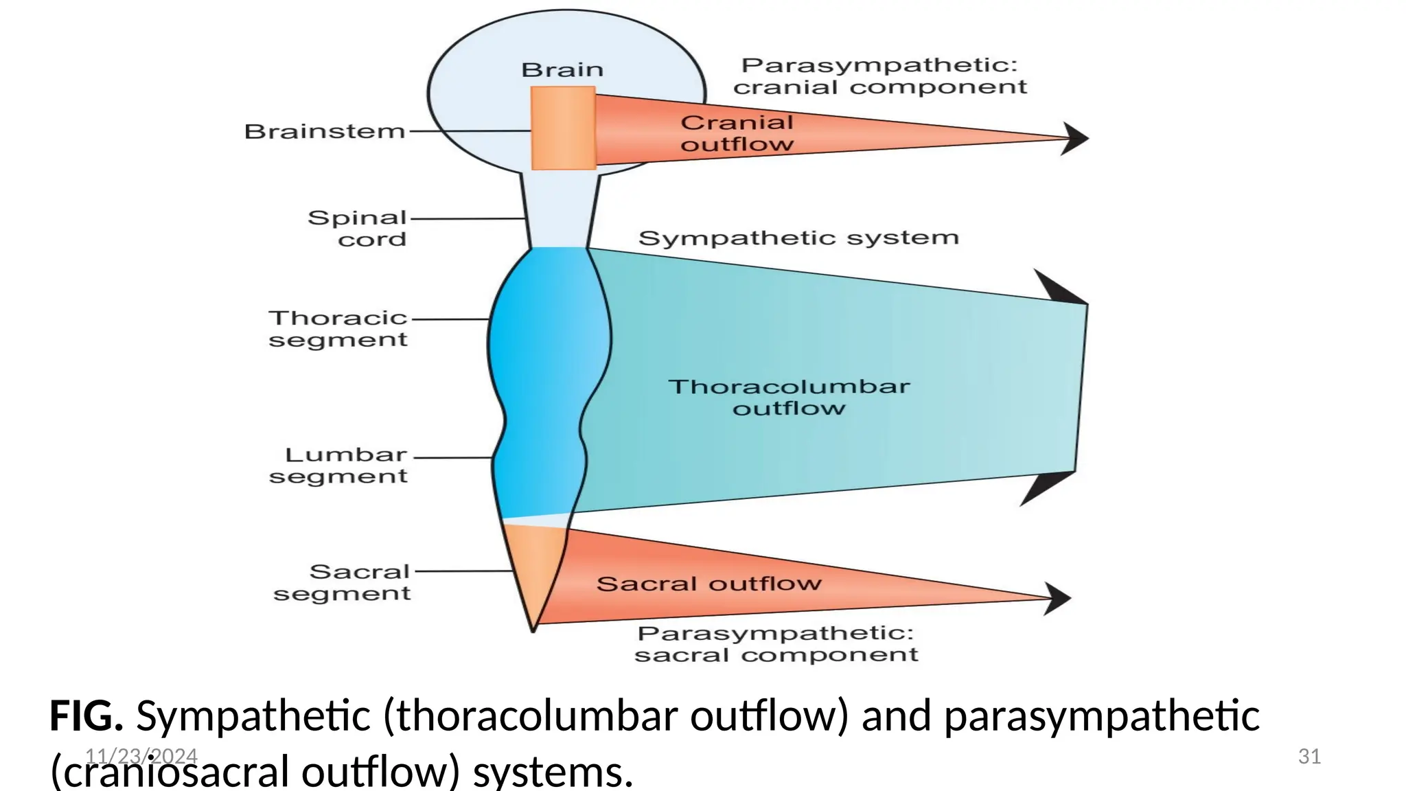 11/23/2024 31
FIG. Sympathetic (thoracolumbar outflow) and parasympathetic
(craniosacral outflow) systems.
 