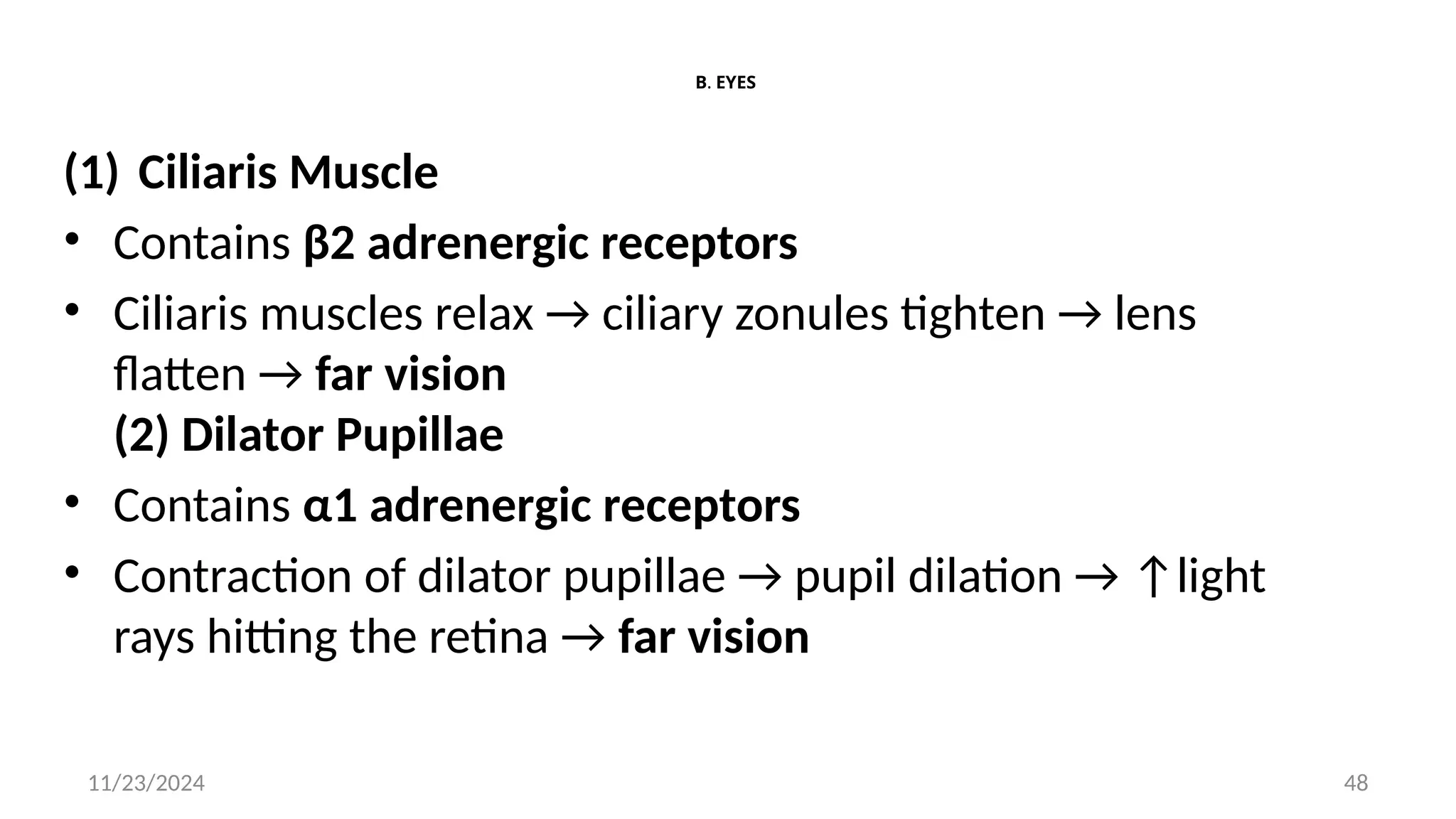 11/23/2024 48
B. EYES
(1) Ciliaris Muscle
• Contains β2 adrenergic receptors
• Ciliaris muscles relax → ciliary zonules tighten → lens
flatten → far vision
(2) Dilator Pupillae
• Contains α1 adrenergic receptors
• Contraction of dilator pupillae → pupil dilation → ↑light
rays hitting the retina → far vision
 