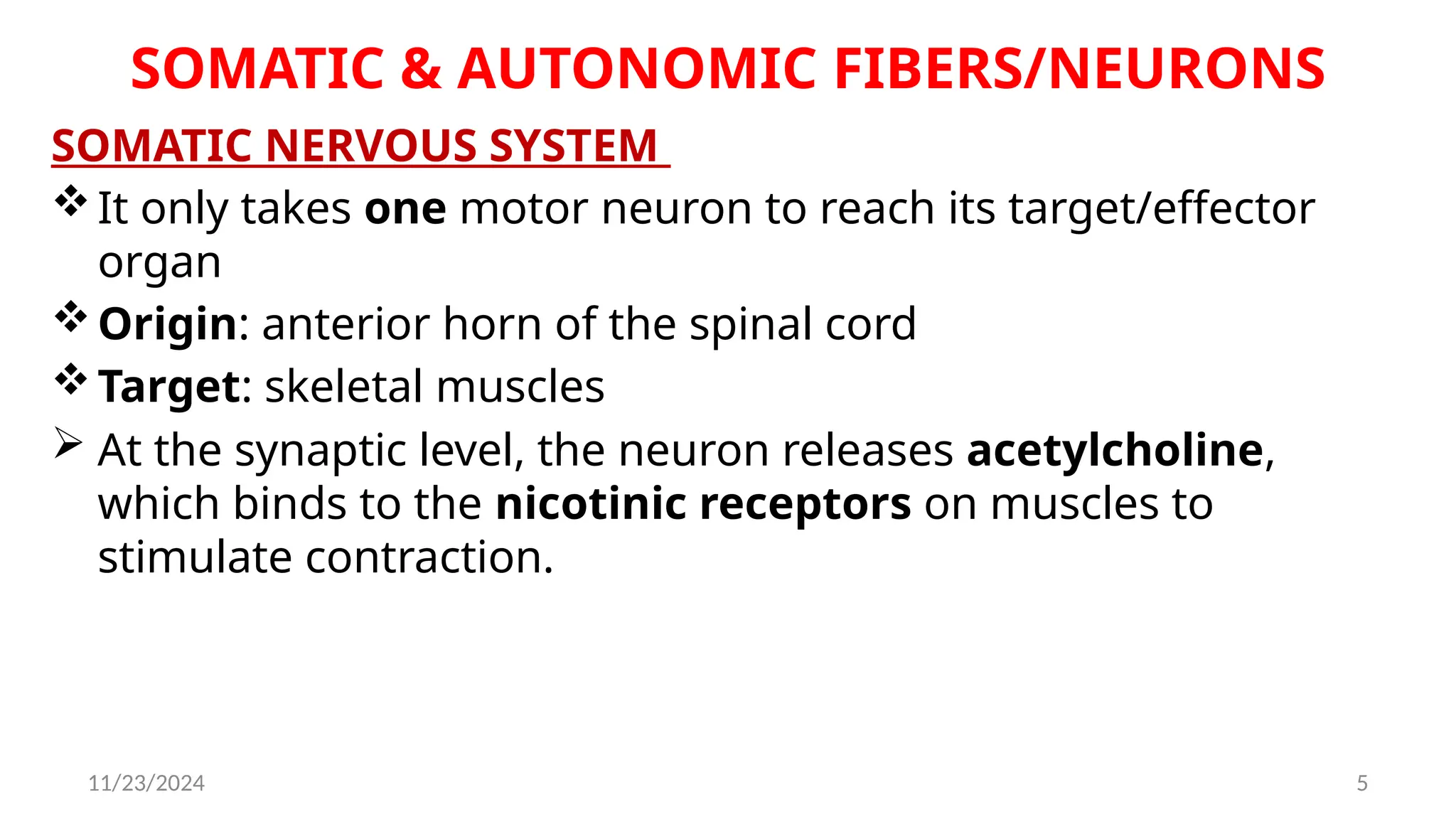 11/23/2024 5
SOMATIC & AUTONOMIC FIBERS/NEURONS
SOMATIC NERVOUS SYSTEM
It only takes one motor neuron to reach its target/effector
organ
Origin: anterior horn of the spinal cord
Target: skeletal muscles
 At the synaptic level, the neuron releases acetylcholine,
which binds to the nicotinic receptors on muscles to
stimulate contraction.
 