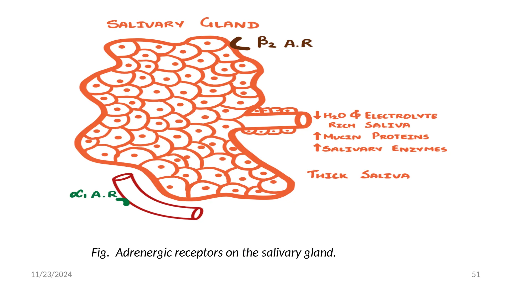 11/23/2024 51
Fig. Adrenergic receptors on the salivary gland.
 