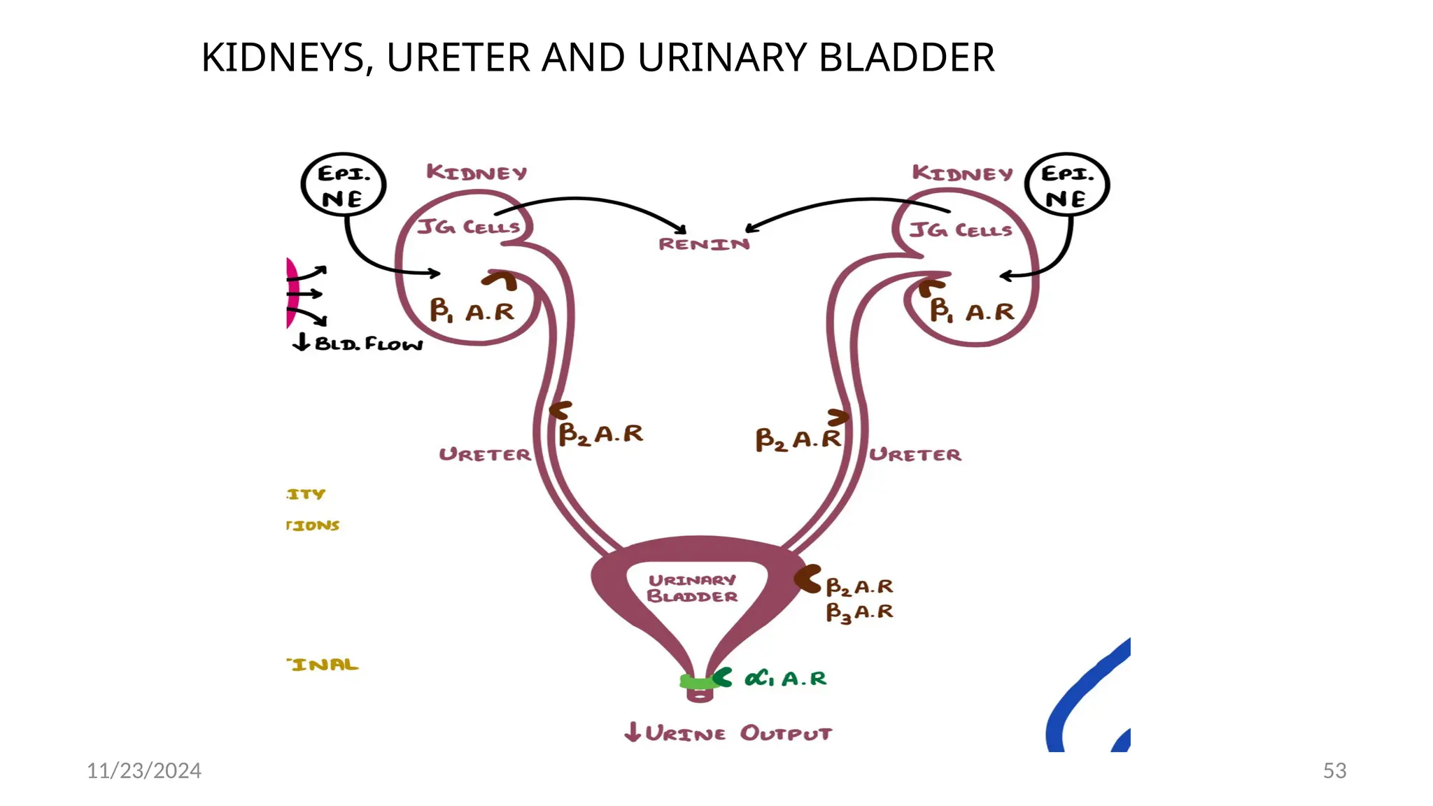 11/23/2024 53
KIDNEYS, URETER AND URINARY BLADDER
 