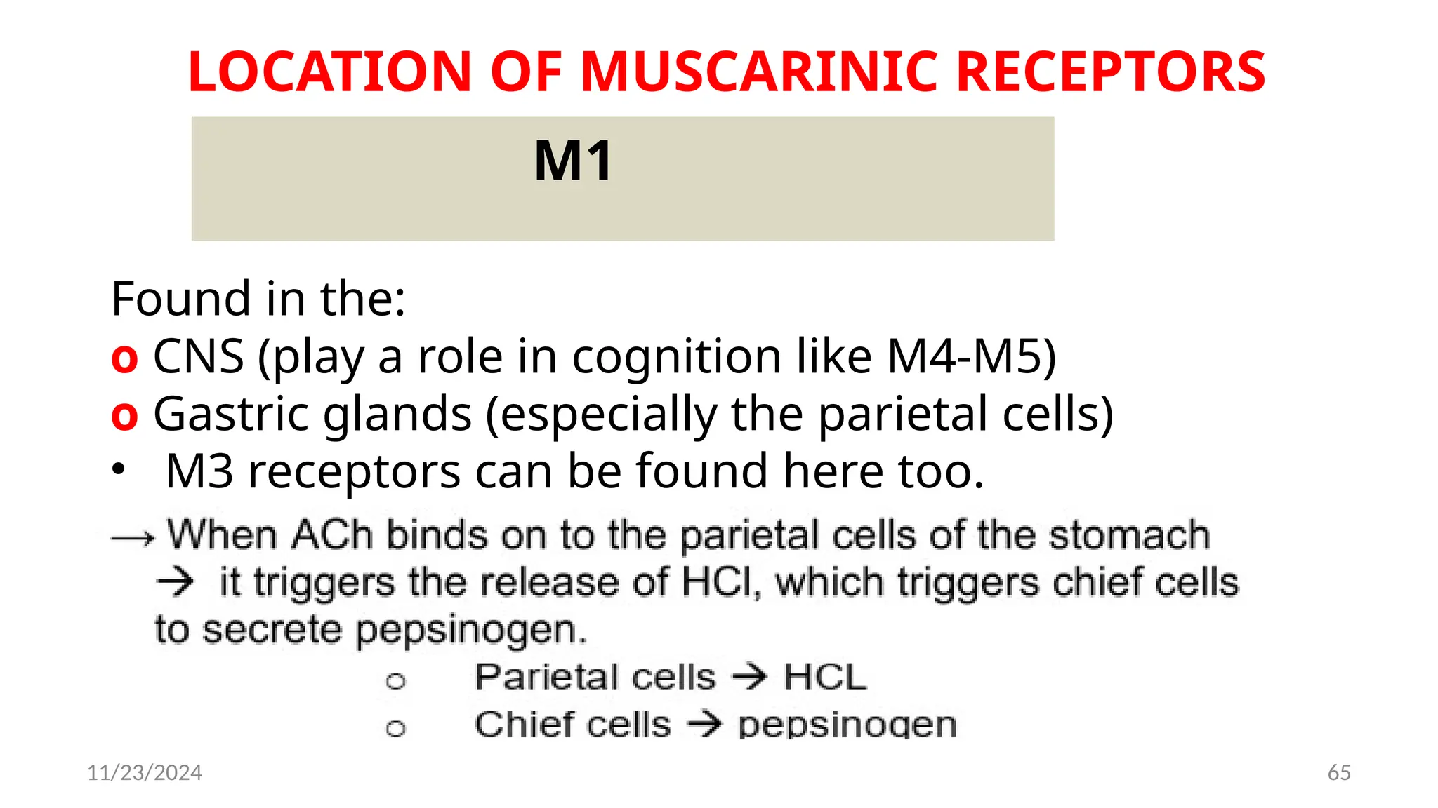 11/23/2024 65
LOCATION OF MUSCARINIC RECEPTORS
M1
Found in the:
o CNS (play a role in cognition like M4-M5)
o Gastric glands (especially the parietal cells)
• M3 receptors can be found here too.
 