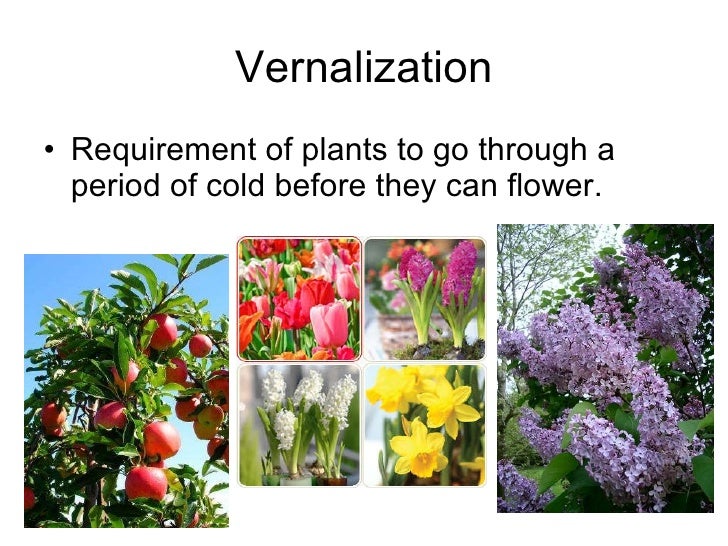 3 24 Vernalization