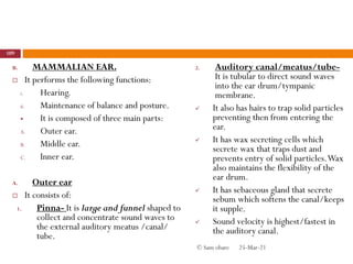 B. MAMMALIAN EAR.
 It performs the following functions:
i. Hearing.
ii. Maintenance of balance and posture.
 It is composed of three main parts:
A. Outer ear.
B. Middle ear.
C. Inner ear.
A. Outer ear
 It consists of:
1. Pinna- It is large and funnel shaped to
collect and concentrate sound waves to
the external auditory meatus /canal/
tube.
2. Auditory canal/meatus/tube-
It is tubular to direct sound waves
into the ear drum/tympanic
membrane.
 It also has hairs to trap solid particles
preventing then from entering the
ear.
 It has wax secreting cells which
secrete wax that traps dust and
prevents entry of solid particles.Wax
also maintains the flexibility of the
ear drum.
 It has sebaceous gland that secrete
sebum which softens the canal/keeps
it supple.
 Sound velocity is highest/fastest in
the auditory canal.
25-Mar-21
109
© Sam obare
 