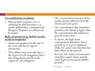 Co-ordination in plants.
 Plant growth responses are co-
ordinated by plat hormones e.g.
auxins, gibberelins, cytokinins and
florigens.Tropisms are influenced
by auxins.
Role of auxins (e.g. Indole acetic
acid) in tropisms.
 Auxins are produced at the tips of
the roots and shoots (apical
meristems).
 They diffuse away from the tips to
the region of cell elongation where
they bring about growth in the
region of cell elongation.
 The concentration/amount of the
auxins present influence how the
shoots and roots grow.
 The concentration that stimulates
growth in the shoots is higher than
the concentration that influences
growth in the roots.
 In shoots, the high auxin
concentration stimulates faster
growth up to a given optimum
while low auxin concentration has
little effect on the growth.
 In roots, low auxin concentration
stimulates rapid/ faster growth
while high concentration inhibits
growth.
25-Mar-21
14
© Sam obare
 