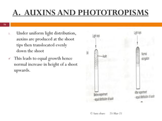 A. AUXINS AND PHOTOTROPISMS
1. Under uniform light distribution,
auxins are produced at the shoot
tips then translocated evenly
down the shoot
 This leads to equal growth hence
normal increase in height of a shoot
upwards.
25-Mar-21
16
© Sam obare
 