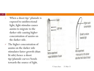 2. When a shoot tip/ plumule is
exposed to unidirectional
light, light stimulus causes
auxins to migrate to the
darker side causing higher
concentration of auxins on
the darker side.
 The higher concentration of
auxins on the darker side
stimulates faster growth (than
lit side) hence a shoot
tip/plumule curves/bends
towards the source of light.
25-Mar-21
17
© Sam obare
 