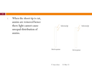 3. When the shoot tip is cut,
auxins are removed hence
there light cannot cause
unequal distribution of
auxins.
25-Mar-21
18
© Sam obare
 