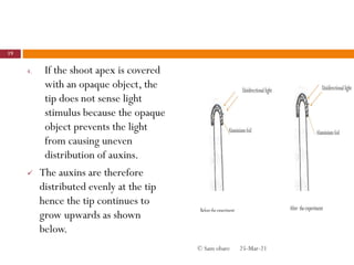 4. If the shoot apex is covered
with an opaque object, the
tip does not sense light
stimulus because the opaque
object prevents the light
from causing uneven
distribution of auxins.
 The auxins are therefore
distributed evenly at the tip
hence the tip continues to
grow upwards as shown
below.
25-Mar-21
19
© Sam obare
 