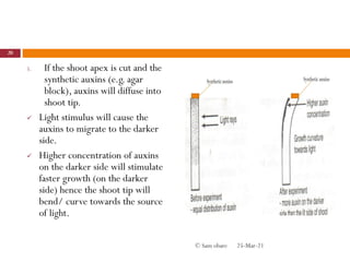 5. If the shoot apex is cut and the
synthetic auxins (e.g. agar
block), auxins will diffuse into
shoot tip.
 Light stimulus will cause the
auxins to migrate to the darker
side.
 Higher concentration of auxins
on the darker side will stimulate
faster growth (on the darker
side) hence the shoot tip will
bend/ curve towards the source
of light.
25-Mar-21
20
© Sam obare
 