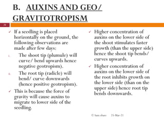 B. AUXINS AND GEO/
GRAVITOTROPISM
 If a seedling is placed
horizontally on the ground, the
following observations are
made after few days:
i. The shoot tip (plumule) will
curve/ bend upwards hence
negative geotropism).
ii. The root tip (radicle) will
bend/ curve downwards
(hence positive geotropism).
 This is because the force of
gravity will cause auxins to
migrate to lower side of the
seedling.
 Higher concentration of
auxins on the lower side of
the shoot stimulates faster
growth (than the upper side)
hence the shoot tip bends/
curves upwards.
 Higher concentration of
auxins on the lower side of
the root inhibits growth on
the lower side (than on the
upper side) hence root tip
bends downwards.
25-Mar-21
24
© Sam obare
 
