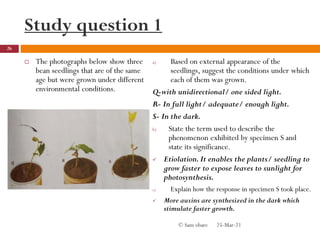 Study question 1
 The photographs below show three
bean seedlings that are of the same
age but were grown under different
environmental conditions.
a) Based on external appearance of the
seedlings, suggest the conditions under which
each of them was grown.
Q-with unidirectional/ one sided light.
R- In full light/ adequate/ enough light.
S- In the dark.
b) State the term used to describe the
phenomenon exhibited by specimen S and
state its significance.
 Etiolation. It enables the plants/ seedling to
grow faster to expose leaves to sunlight for
photosynthesis.
c) Explain how the response in specimen S took place.
 More auxins are synthesized in the dark which
stimulate faster growth.
25-Mar-21
26
© Sam obare
 