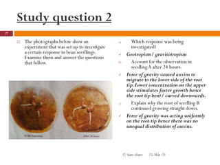Study question 2
 The photographs below show an
experiment that was set up to investigate
a certain response in bean seedlings.
Examine them and answer the questions
that follow.
a) Which response was being
investigated?
 Geotropism/ gravitotropism
b) Account for the observation in
seedlingA after 24 hours.
 Force of gravity caused auxins to
migrate to the lower side of the root
tip.Lower concentration on the upper
side stimulates faster growth hence
the root tip bent/ curved downwards.
c) Explain why the root of seedling B
continued growing straight down.
 Force of gravity was acting uniformly
on the root tip hence there was no
unequal distribution of auxins.
25-Mar-21
27
© Sam obare
 