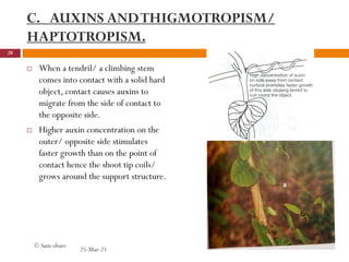 C. AUXINS ANDTHIGMOTROPISM/
HAPTOTROPISM.
 When a tendril/ a climbing stem
comes into contact with a solid hard
object, contact causes auxins to
migrate from the side of contact to
the opposite side.
 Higher auxin concentration on the
outer/ opposite side stimulates
faster growth than on the point of
contact hence the shoot tip coils/
grows around the support structure.
25-Mar-21
28
© Sam obare
 