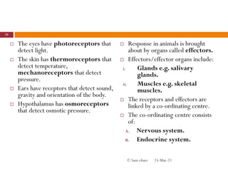  The eyes have photoreceptors that
detect light.
 The skin has thermoreceptors that
detect temperature,
mechanoreceptors that detect
pressure.
 Ears have receptors that detect sound,
gravity and orientation of the body.
 Hypothalamus has osmoreceptors
that detect osmotic pressure.
 Response in animals is brought
about by organs called effectors.
 Effectors/effector organs include:
i. Glands e.g. salivary
glands.
ii. Muscles e.g. skeletal
muscles.
 The receptors and effectors are
linked by a co-ordinating centre.
 The co-ordinating centre consists
of:
A. Nervous system.
B. Endocrine system.
25-Mar-21
34
© Sam obare
 