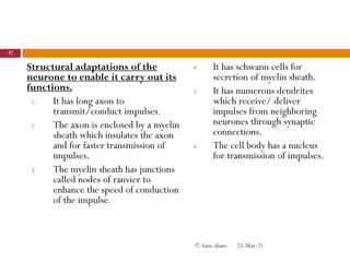 Structural adaptations of the
neurone to enable it carry out its
functions.
1. It has long axon to
transmit/conduct impulses.
2. The axon is enclosed by a myelin
sheath which insulates the axon
and for faster transmission of
impulses.
3. The myelin sheath has junctions
called nodes of ranvier to
enhance the speed of conduction
of the impulse.
4. It has schwann cells for
secretion of myelin sheath.
5. It has numerous dendrites
which receive/ deliver
impulses from neighboring
neurones through synaptic
connections.
6. The cell body has a nucleus
for transmission of impulses.
25-Mar-21
37
© Sam obare
 