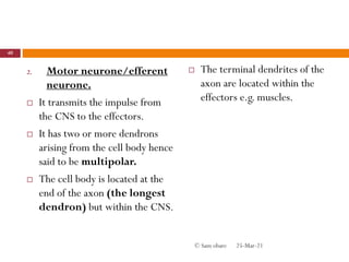 2. Motor neurone/efferent
neurone.
 It transmits the impulse from
the CNS to the effectors.
 It has two or more dendrons
arising from the cell body hence
said to be multipolar.
 The cell body is located at the
end of the axon (the longest
dendron) but within the CNS.
 The terminal dendrites of the
axon are located within the
effectors e.g. muscles.
25-Mar-21
40
© Sam obare
 