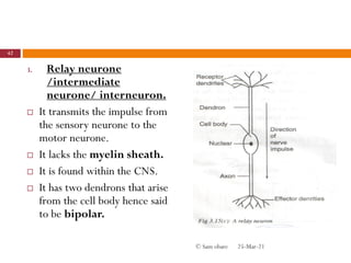 3. Relay neurone
/intermediate
neurone/ interneuron.
 It transmits the impulse from
the sensory neurone to the
motor neurone.
 It lacks the myelin sheath.
 It is found within the CNS.
 It has two dendrons that arise
from the cell body hence said
to be bipolar.
25-Mar-21
42
© Sam obare
 
