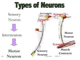 Sensory
Neuron
Interneuron
Motor
Neuron
Sensory
Neuron
Interneuron
Motor
Neuron
Muscle
Contracts
Synapse
Synapse
Synapse
25-Mar-21
© Sam obare
43
 