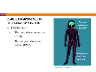 PARTS/COMPONENTS OF
THE NERVOUS SYSTEM.
 They include:
1. The central nervous system
(CNS).
2. The peripheral nervous
system (PNS).
25-Mar-21
45
© Sam obare
 
