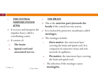 1. THE CENTRAL
NERVOUS SYSTEM
(CNS)
 It receives and interprets the
impulses hence called a
coordinating centre.
 It consists of:
A. The brain
B. Spinal cord and
associated nerves
A. THE BRAIN
 This is the anterior part (towards the
head) of the central nervous system.
 It is enclosed by protective membranes called
meninges.
 The meninges include:
i. Dura matter- the outermost layer
covering the brain and spinal cord. It is
composed of connective tissue and rich
network of capillaries.
ii. Pia matter- the innermost layer covering
the brain and spinal cord.
 The infection of the meninges causes
meningitis.
25-Mar-21
46
© Sam obare
 