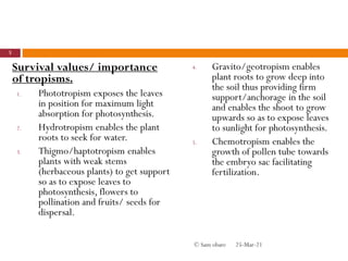 Survival values/ importance
of tropisms.
1. Phototropism exposes the leaves
in position for maximum light
absorption for photosynthesis.
2. Hydrotropism enables the plant
roots to seek for water.
3. Thigmo/haptotropism enables
plants with weak stems
(herbaceous plants) to get support
so as to expose leaves to
photosynthesis, flowers to
pollination and fruits/ seeds for
dispersal.
4. Gravito/geotropism enables
plant roots to grow deep into
the soil thus providing firm
support/anchorage in the soil
and enables the shoot to grow
upwards so as to expose leaves
to sunlight for photosynthesis.
5. Chemotropism enables the
growth of pollen tube towards
the embryo sac facilitating
fertilization.
25-Mar-21
5
© Sam obare
 