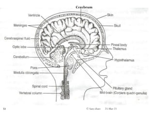 25-Mar-21
© Sam obare
51
Cerebrum
 