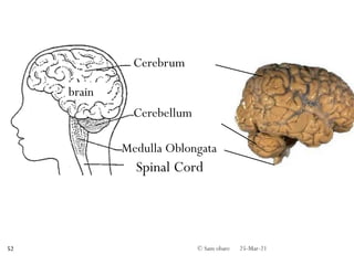brain
Spinal Cord
Cerebellum
Cerebrum
Medulla Oblongata
25-Mar-21
© Sam obare
52
 
