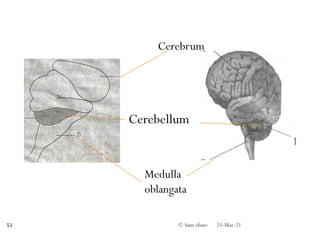 Cerebrum
Cerebellum
Medulla
oblangata
25-Mar-21
© Sam obare
53
 