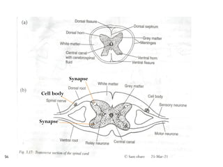 Cell body
Synapse
Synapse
25-Mar-21
© Sam obare
56
 