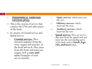2. PERIPHERAL NERVOUS
SYSTEM (PNS)
 This is the system of nerves that
connect the CNS and other parts
of the body.
 It consists of Cranial nerves and
Spinal nerves.
1. Cranial nerves- They
transmit impulses from the
sense organs and muscles of
the head and neck.They arise
from the brain and innervate
organs such as ears and
eyes. Examples of such
nerves include:
i. Optic nerves- which innervate
the eyes.
ii. Olfatory nerves- which
innervate the nose.
iii. Auditory nerves- which
innervate the ears.
2. Spinal nerves- They are nerves
that arise from the spinal cord and
innervate the surrounding parts
of the body such as hands, legs,
ribs, abdomen e.t.c.
25-Mar-21
57
© Sam obare
 
