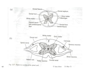 25-Mar-21
© Sam obare
61
 