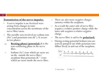 Transmission of the nerve impulse.
 A nerve impulse is an electrical wave
arising from changes in ionic
concentration across the membrane of the
nerve fibre/axon.
 The metallic ions involved are sodium ions
(Na+) and potassium ions (K+). It occurs
in two phases:
(i) Resting phase/potential- It is the
non-conducting phase in the nerve
fibre.
 Sodium (Na+) ions which are more are
on the outside the nerve fibre/
axoplasm than potassium [K + ) ions
which are more inside the nerve fibre.
 There are also more negative charges
(anions) within the axoplasm.
 As a result the outer side of nerve fibre
acquires a relative positive charge while the
inner side acquires a relative negative
charge.
 The nerve fibre is said to be polarized.
 During resting potential Sodium ions are
actively pumped out while potasium ions
diffuse freely in and out of the axoplasm.
25-Mar-21
65
© Sam obare
 