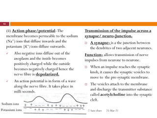 (ii) Action phase/potential-The
membrane becomes permeable to the sodium
(Na+) ions that diffuse inwards and the
potassium {K+) ions diffuse outwards.
 Also negative ions diffuse out of the
axoplasm and the inside becomes
positively charged while the outside
becomes negatively charged hence the
nerve fibre is depolarized.
 An action potential is in form of a wave
along the nerve fibre. It takes place in
milli seconds.
Transmission of the impulse across a
synapse/ neuro-Junction.
 A synapse- is a the junction between
the dendrites of two adjacent neurones.
Function- allows transmission of nerve
impulses from neurone to neurone.
 When an impulse reaches the synaptic
knob, it causes the synaptic vesicles to
move to the pre-synaptic membrane.
 The vesicles attach to the membrane
and discharge the transmitter substance
called acetylcholine into the synaptic
cleft.
25-Mar-21
66
© Sam obare
Sodium ions
Potassium ions
 