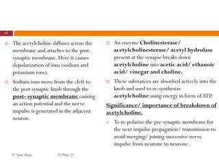  The acetylcholine diffuses across the
membrane and attaches to the post-
synaptic membrane. Here it causes
depolarization of ions (sodium and
potassium ions).
 Sodium ions move from the cleft to
the post synaptic knob through the
post- synaptic membrane causing
an action potential and the nerve
impulse is generated in the adjacent
neuron.
 An enzyme Cholinesterase/
acetylcholinesterase/ acetyl hydrolase
present at the synapse breaks down
acetylcholine into acetic acid/ ethanoic
acid/ vinegar and choline.
 These substances are absorbed actively into the
knob and used to re-synthesize
acetylcholine using energy in form of ATP.
Significance/ importance of breakdown of
acetylcholine.
 To re-polarise the pre-synaptic membrane for
the next impulse propagation/ transmission to
avoid merging/ joining successive nerve
impulse from neurone to neurone.
25-Mar-21
67
© Sam obare
 