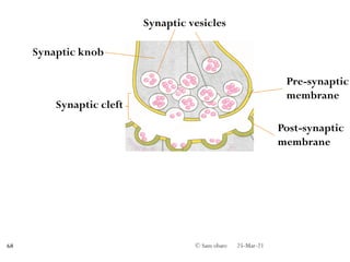 Synaptic vesicles
Synaptic cleft
Pre-synaptic
membrane
Post-synaptic
membrane
Synaptic knob
25-Mar-21
© Sam obare
68
 