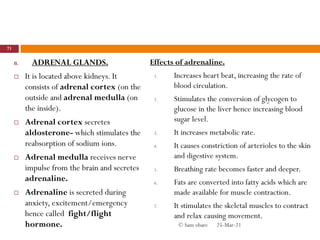 B. ADRENAL GLANDS.
 It is located above kidneys. It
consists of adrenal cortex (on the
outside and adrenal medulla (on
the inside).
 Adrenal cortex secretes
aldosterone- which stimulates the
reabsorption of sodium ions.
 Adrenal medulla receives nerve
impulse from the brain and secretes
adrenaline.
 Adrenaline is secreted during
anxiety, excitement/emergency
hence called fight/flight
hormone.
Effects of adrenaline.
1. Increases heart beat, increasing the rate of
blood circulation.
2. Stimulates the conversion of glycogen to
glucose in the liver hence increasing blood
sugar level.
3. It increases metabolic rate.
4. It causes constriction of arterioles to the skin
and digestive system.
5. Breathing rate becomes faster and deeper.
6. Fats are converted into fatty acids which are
made available for muscle contraction.
7. It stimulates the skeletal muscles to contract
and relax causing movement.
25-Mar-21
71
© Sam obare
 