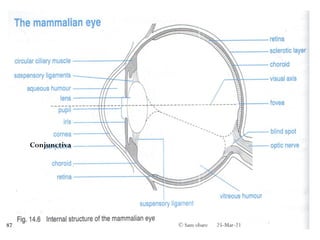 25-Mar-21
© Sam obare
87
Conjunctiva
 