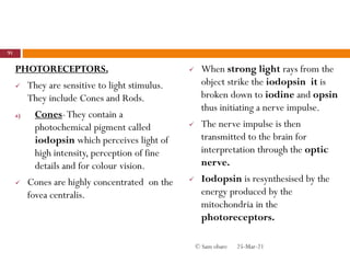 PHOTORECEPTORS.
 They are sensitive to light stimulus.
They include Cones and Rods.
a) Cones-They contain a
photochemical pigment called
iodopsin which perceives light of
high intensity, perception of fine
details and for colour vision.
 Cones are highly concentrated on the
fovea centralis.
 When strong light rays from the
object strike the iodopsin it is
broken down to iodine and opsin
thus initiating a nerve impulse.
 The nerve impulse is then
transmitted to the brain for
interpretation through the optic
nerve.
 Iodopsin is resynthesised by the
energy produced by the
mitochondria in the
photoreceptors.
25-Mar-21
91
© Sam obare
 