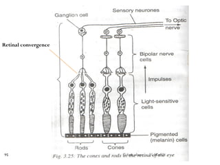 Retinal convergence
25-Mar-21
© Sam obare
95
 