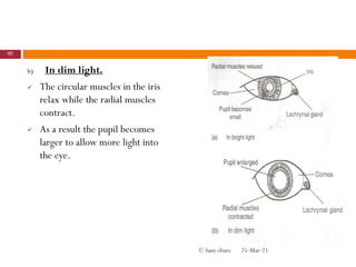 b) In dim light.
 The circular muscles in the iris
relax while the radial muscles
contract.
 As a result the pupil becomes
larger to allow more light into
the eye.
25-Mar-21
97
© Sam obare
 